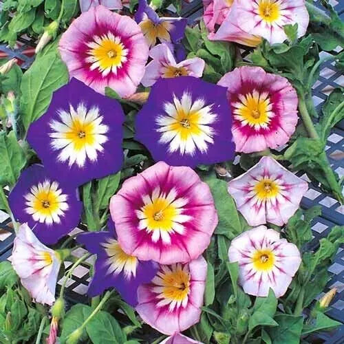 Morning Glory Seeds – Dwarf Ensign Mix – Ipomoea purpurea – Vibrant Flower Seeds for Gardens & Containers
