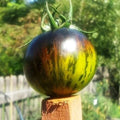 Green Zebra Tomato Seeds - Heirloom, Organic, Non-GMO, Solanum lycopersicum, 10+ Fresh Seeds