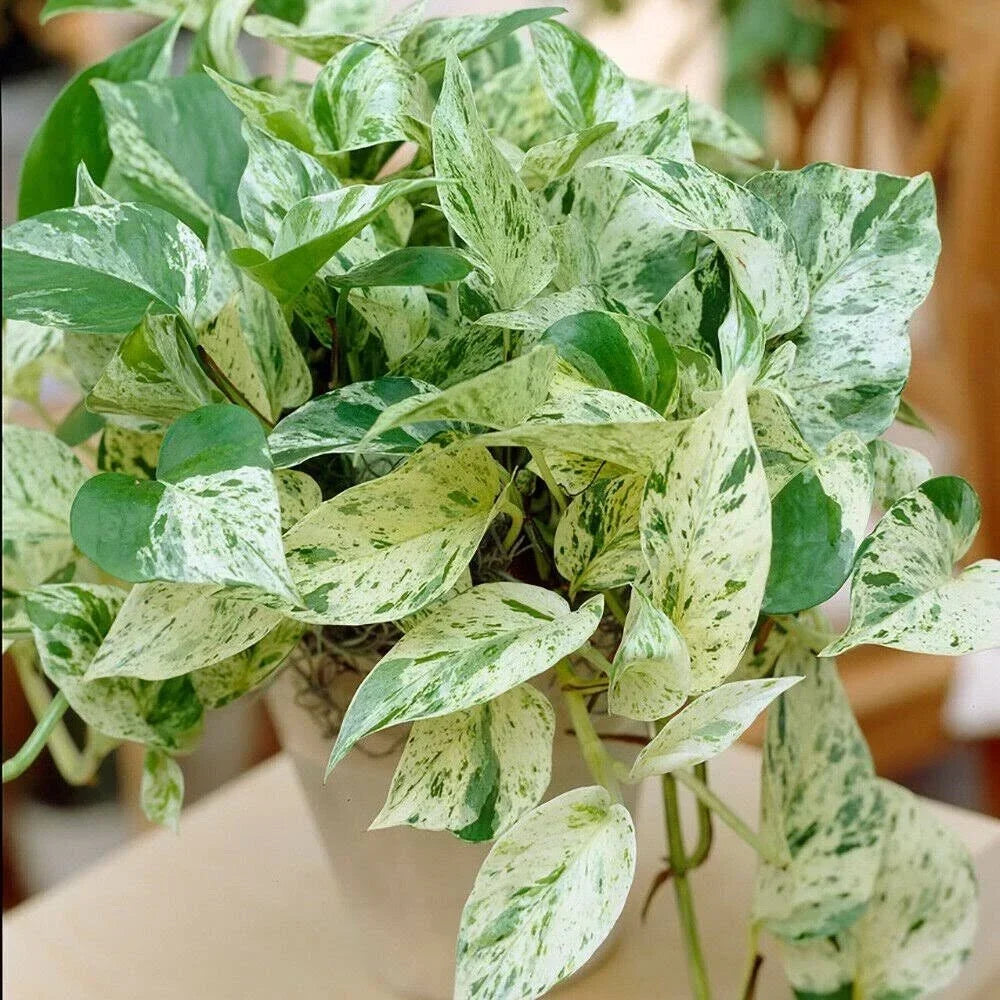 Pothos Ivy Cuttings Combo 6 Pack - 2 Marble Queen, 2 Brazil, 2 N'Joy - Indoor Plants for Home Décor