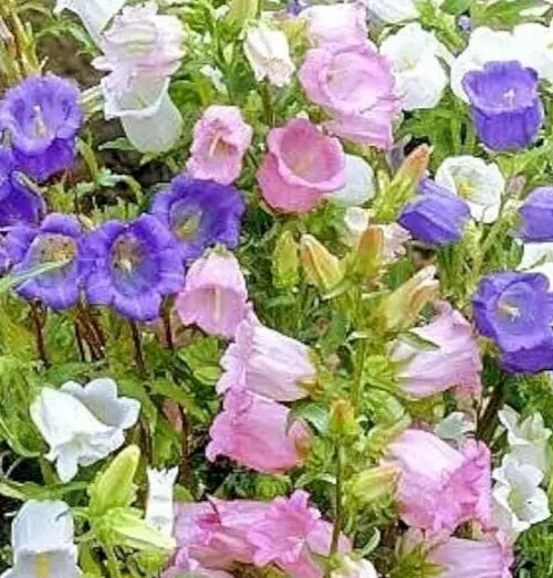 Canterbury Bells Flower Seeds - Campanula medium Cup and Saucer Mix, 300+ Seeds for Borders, Containers & Cottage Gardens