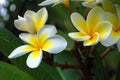 Plumeria Seeds 5 Pack - White Yellow Flower - Perennial Tropical Plant - Plumeria rubra