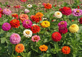 Bulk Zinnia elegans Seeds - Heirloom Pumila Mix for Butterfly Gardens, Wildflowers & Pollinators