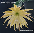 Epiphyllum 'HB Garden Sprite' Unrooted Cutting - Orchid Cactus - First Cutting - Tropical Houseplant