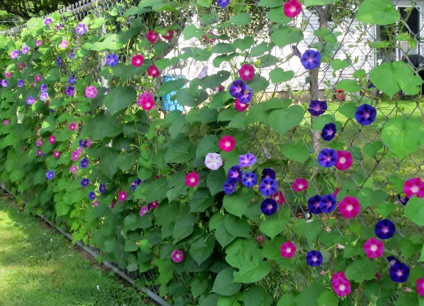 Morning Glory Seeds 100 Count Mix - Ipomoea tricolor & I. purpurea Vining Flowers