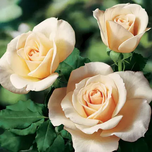 Rose Cuttings 3-Pack Canada Variety for Rooting - Rosa spp. - Pink Flowers, Fragrant, Bushy Growth
