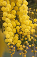 Golden Mimosa Tree Seeds - 30 Seeds - Acacia baileyana - Drought-Tolerant Ornamental Tree for Gardens and Landscaping
