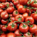 Oregon Spring Tomato Seeds - Heirloom, Non-GMO, Cool Climate, Fast-Growing, Solanum lycopersicum, Compact Plant