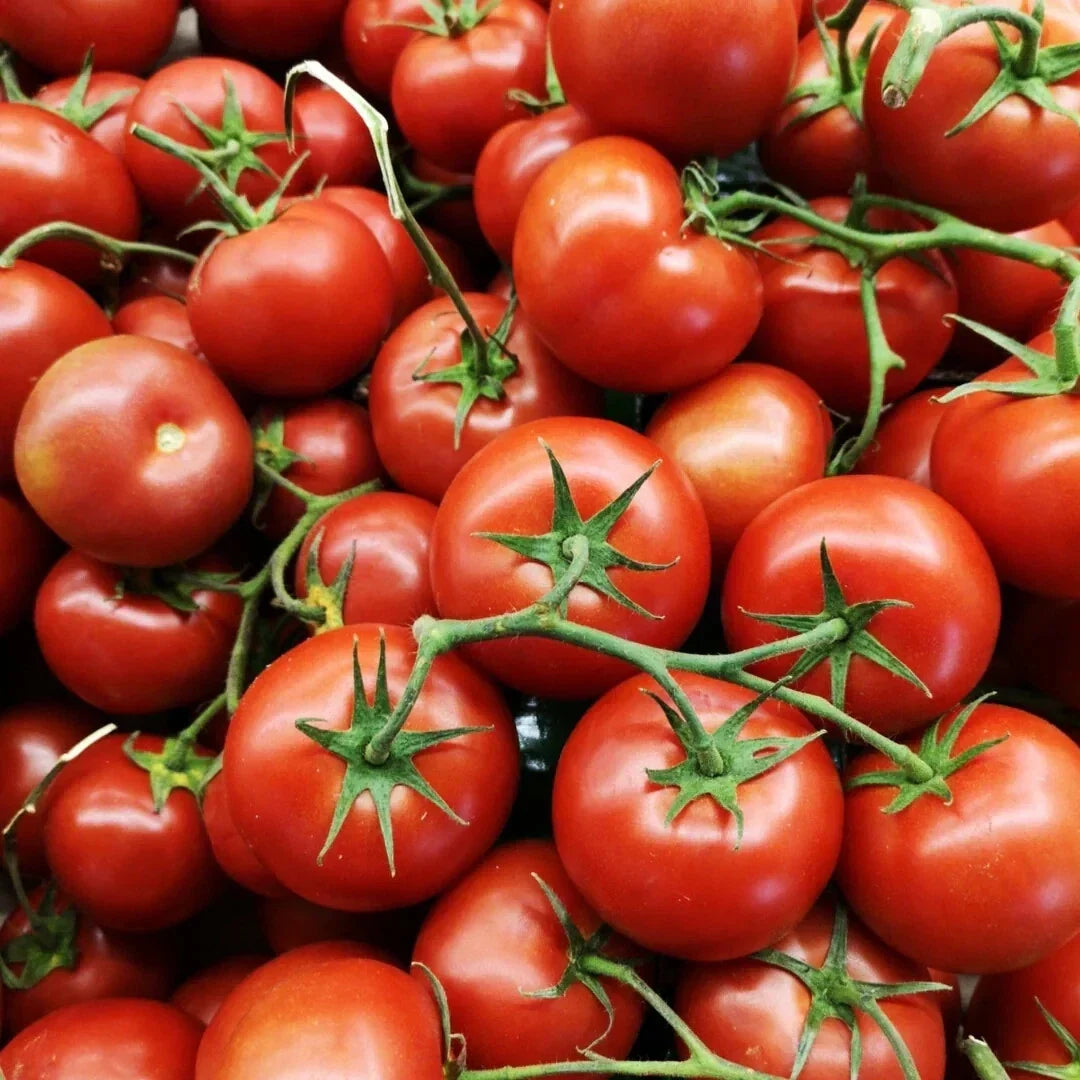 Oregon Spring Tomato Seeds - Heirloom, Non-GMO, Cool Climate, Fast-Growing, Solanum lycopersicum, Compact Plant