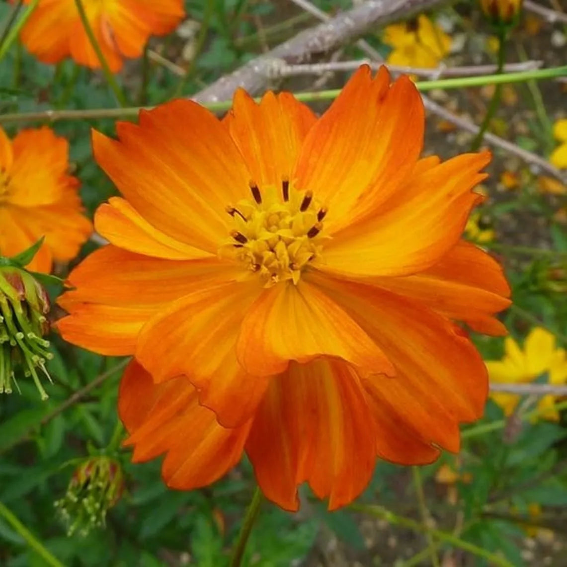 Cosmos Seeds 100 Pack Tall Orange Sulphur Annual Flower Garden, Cosmos sulphureus, Bright Blooms