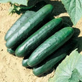 Marketmore 76 Cucumber Seeds – Organic Heirloom Cucumis sativus, Non-GMO, 100+ Pack for Home Garden & Patio Growing