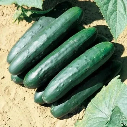 Marketmore 76 Cucumber Seeds – Organic Heirloom Cucumis sativus, Non-GMO, 100+ Pack for Home Garden & Patio Growing