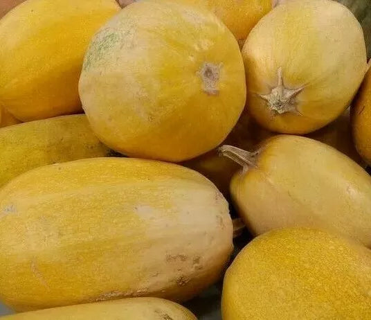 Spaghetti Squash Seeds 20+ Non-GMO Cucurbita pepo Winter Vegetable for Garden or Container Cultivation