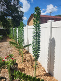 Giant Pereskiopsis Cuttings 5" - Thick Stem Succulent for Grafting & Propagation - Pereskia aculeata