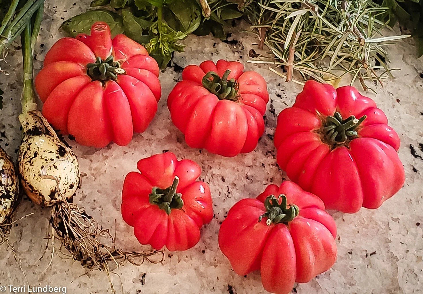 Mushroom Basket Tomato Seeds - 30+ Heirloom Organic Non-GMO - Rare Variety - Solanum lycopersicum