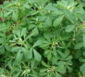 Fenugreek Seeds 100+ for Herb Garden, Culinary Spice, Trigonella foenum-graecum, Organic, Non-GMO