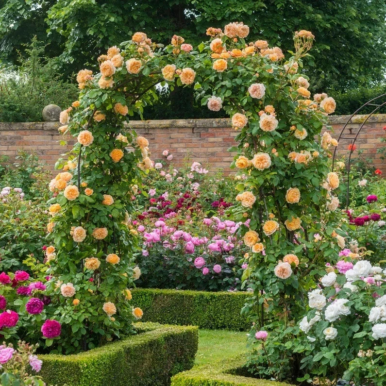 Rose Cuttings 5-8" Unrooted Fresh Stems CROWN PRINCESS MARGARETA David Austin