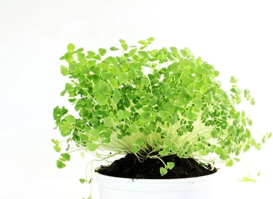 Chia Seeds for Planting - Microgreens Variety - Salvia hispanica - Organic Non-GMO, Healthy Superfood Gardening Seeds