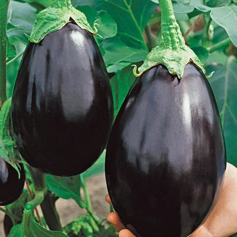 Black Beauty Eggplant Seeds - Organic Heirloom Non-GMO 100+ Seeds for Home Garden, Solanum melongena