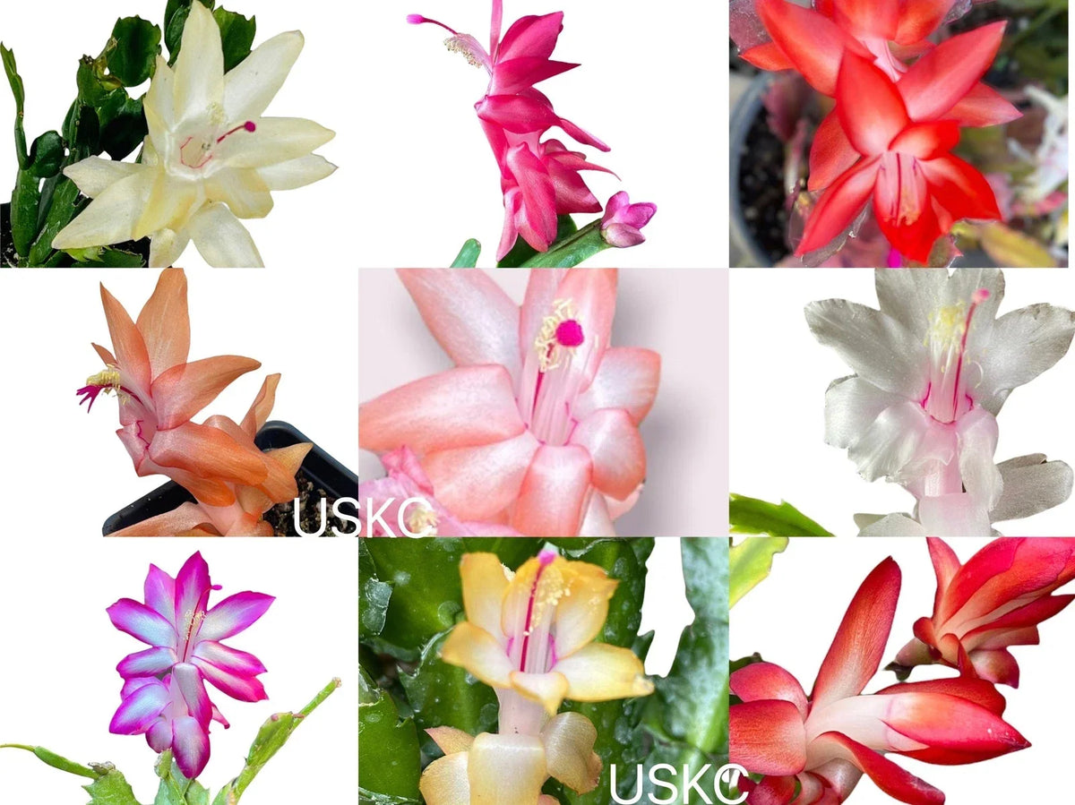 Unrooted Thanksgiving Cactus Leaf Cuttings | Schlumbergera truncata Propagation for Houseplants & Indoor Gardens
