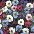 Love in a Mist Seeds - 475 Count Mix - Nigella damascena Annual Flower Seeds for Garden, Bees & Butterflies