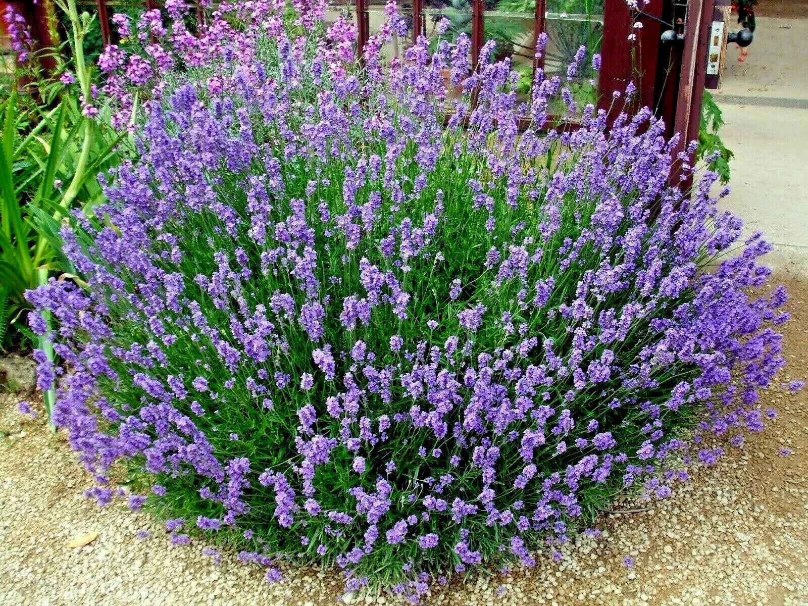Organic Lavender Seeds - 300+ True English Lavender, Fragrant Herb for Oils and Dried Use, Natural Repellent (Lavandula angustifolia)