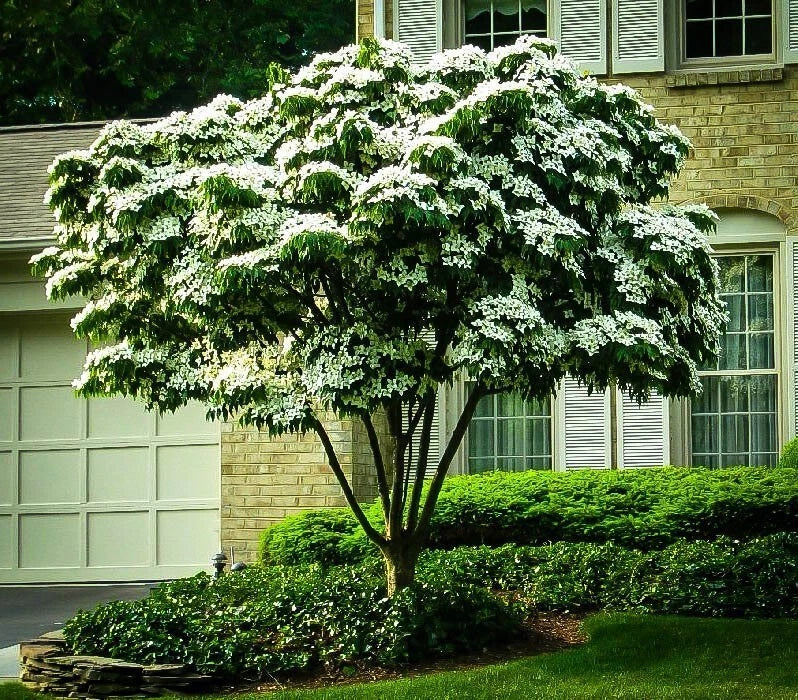 3 Unrooted Cuttings of White Kousa Dogwood Tree (Cornus kousa) - Ideal for Planting and Propagation