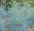 Blue Fescue Grass Seeds - Clumping Ornamental Variety - Drought Tolerant, Low Maintenance (Festuca glauca)