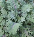 Red Russian Kale Seeds - Non-GMO Brassica napus, Cool Weather Vegetable Seeds, Frilled Purple Leaves, 500+ Pack