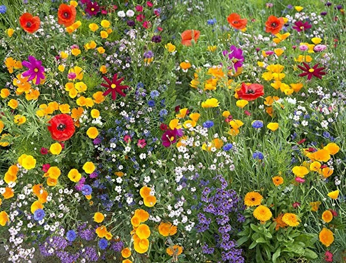 Wildflower Seed Packet 400+ Seeds California USA Native Mix for Gardens & Pollinators
