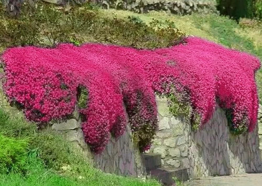 Creeping Thyme Seeds - 1000+ Non-GMO Groundcover Seeds - Red Variety - Thymus serpyllum