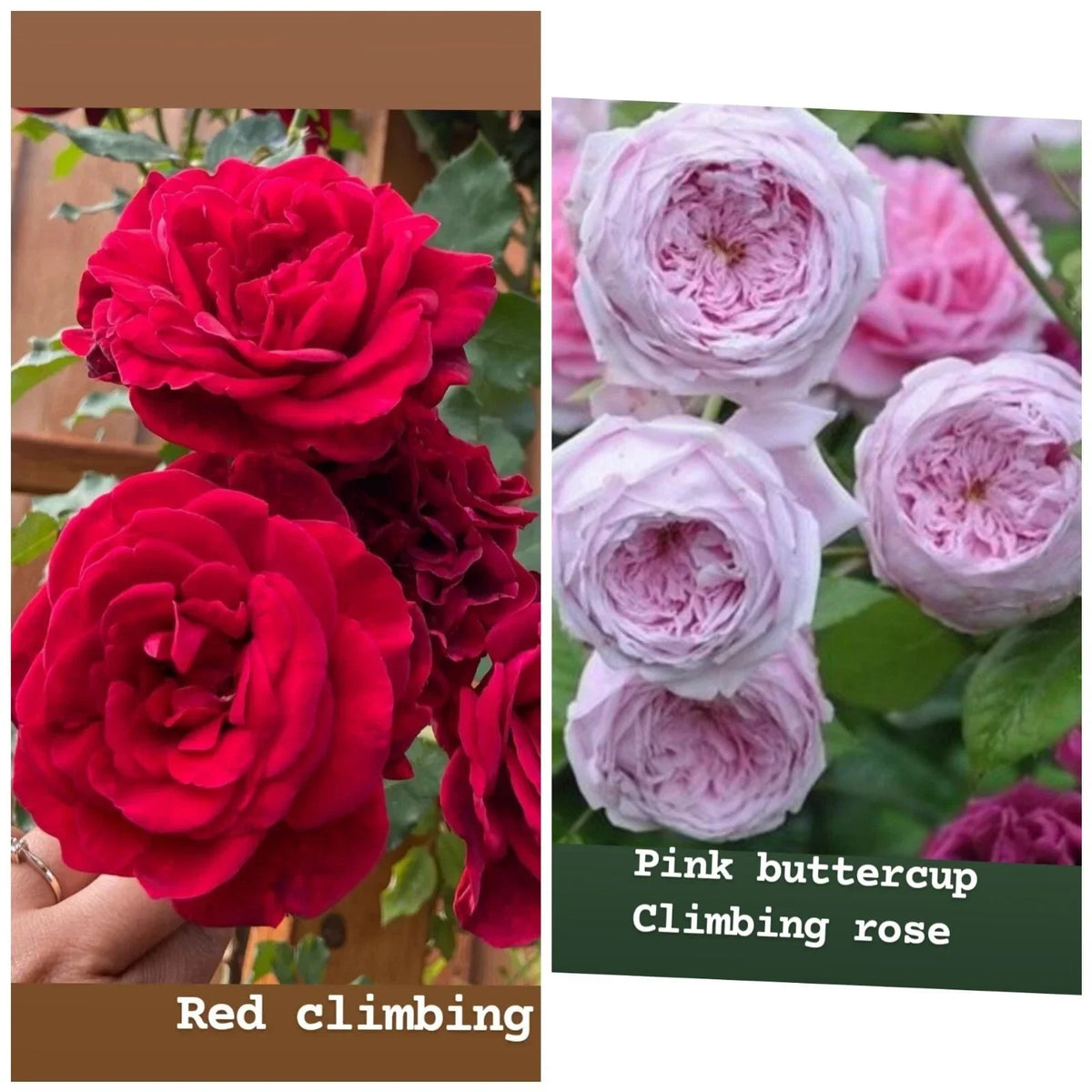 Rose Unrooted Cuttings Mix - 4 Fresh 5-8" Long Rosa spp. for Propagation, Garden Planting