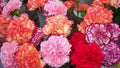 Double Mix Carnation Seeds - 100 Perennial Flower Seeds - Dianthus Variety for Vibrant Garden Blooms