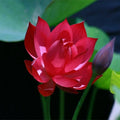 Red Lotus Seeds Pack of 5 - Nelumbo nucifera - Tropical Aquatic Flowering Seeds for Ponds & Water Gardens