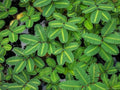 Water Mimosa Plant - Aquatic Tropical Marginal Plant - Buy 2 Get 1 Free - Mimosa pudica