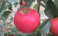 Pixie Crunch Apple Seeds - 25+ Seeds for Garden Planting - Malus domestica - USA