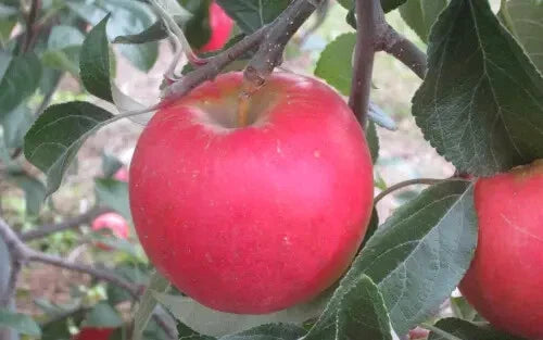 Pixie Crunch Apple Seeds - 25+ Seeds for Garden Planting - Malus domestica - USA