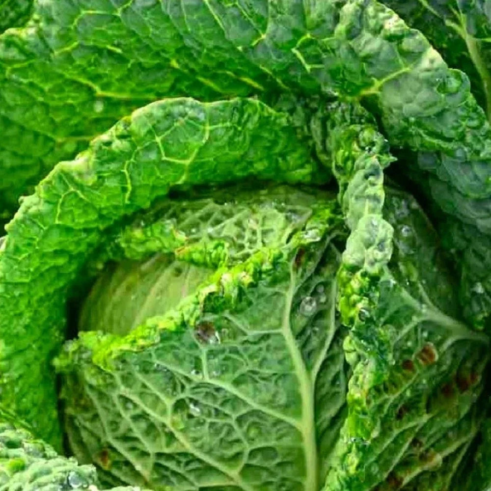 Savoy Perfection Cabbage Seeds | Non-GMO Heirloom Green Brassica oleracea var. sabauda for Fresh Salads & Cooking