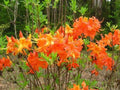 Aromi Azalea Starter Plant - FRONTIER GOLD - Deciduous Rhododendron - Dormant Small Plant