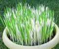 Variegated Cat Grass Seeds - Hordeum, 50 Count - Pet-Friendly Indoor Plant