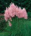 Pampas Grass Seeds - Strawberry Color Flower Plumes - 50 Seeds for Landscaping