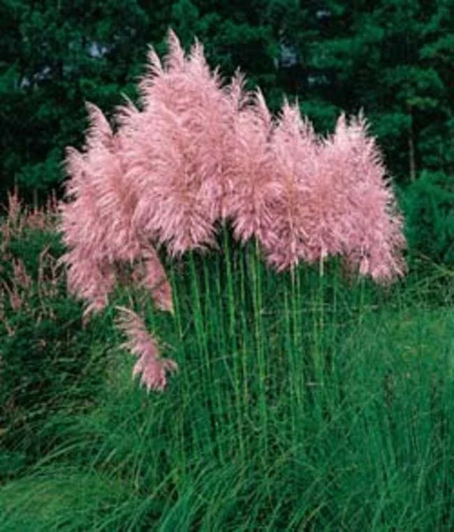 Pampas Grass Seeds - Strawberry Color Flower Plumes - 50 Seeds for Landscaping