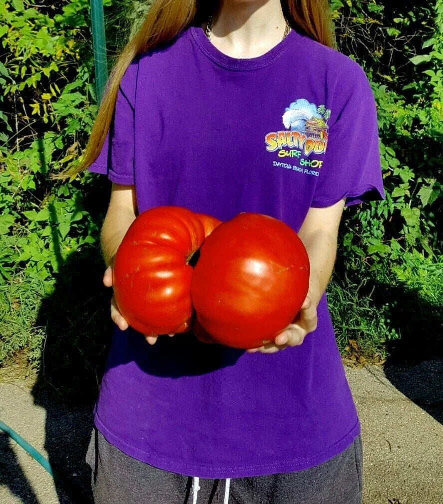 Big Zac Tomato Seeds - 120+ Count - World Record Size - Rare Heirloom Variety - Lycopersicon esculentum