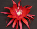 Epiphyllum Orchid Cactus Cutting - Cosmic Queen Variety - Don's Cuttings SEPT/3