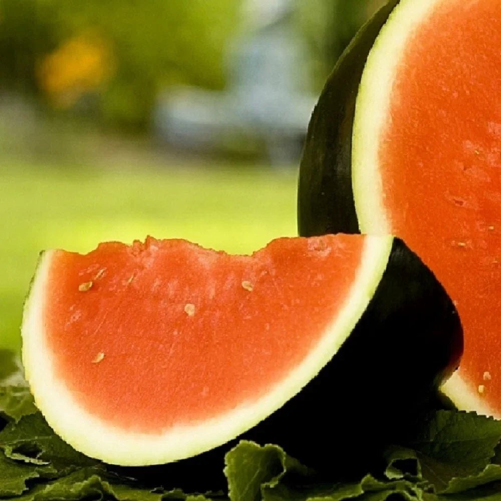 Sugar Baby Watermelon Seeds - Non-GMO Heirloom Organic Garden Seeds Citrullus lanatus
