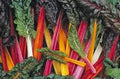 Swiss Chard Seeds, Rainbow Heirloom, 100 Non-GMO Seeds, Beta vulgaris subsp. cicla