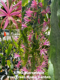 Epiphyllum Orchid Cactus Marzsonne in 4” Starter Pot | Rooted Plant | Unique Houseplant | Perfect for Indoor Gardens