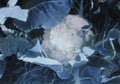 Bulk Cauliflower Seeds 500 Count - Self-Blanche Variety, Large Head Brassica oleracea