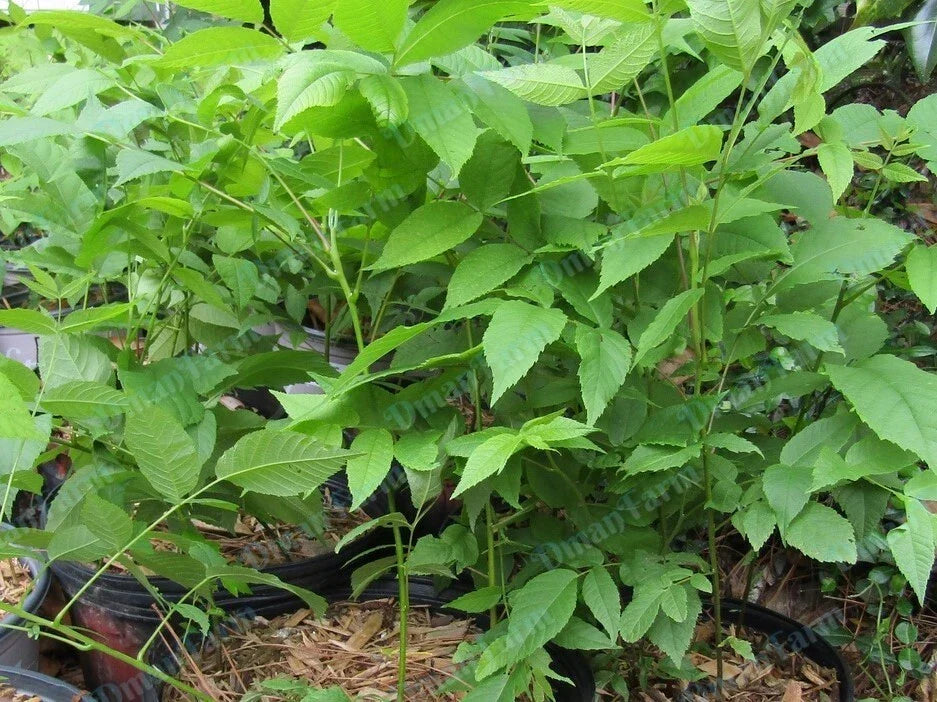 Black Walnut Trees Seedlings - 12-16" Live Bareroot Juglans Nigra Organic Plants for Nut Production
