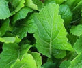 Mustard Seeds 500+ Florida Broadleaf Brassica juncea Vegetable Garden Leafy Greens