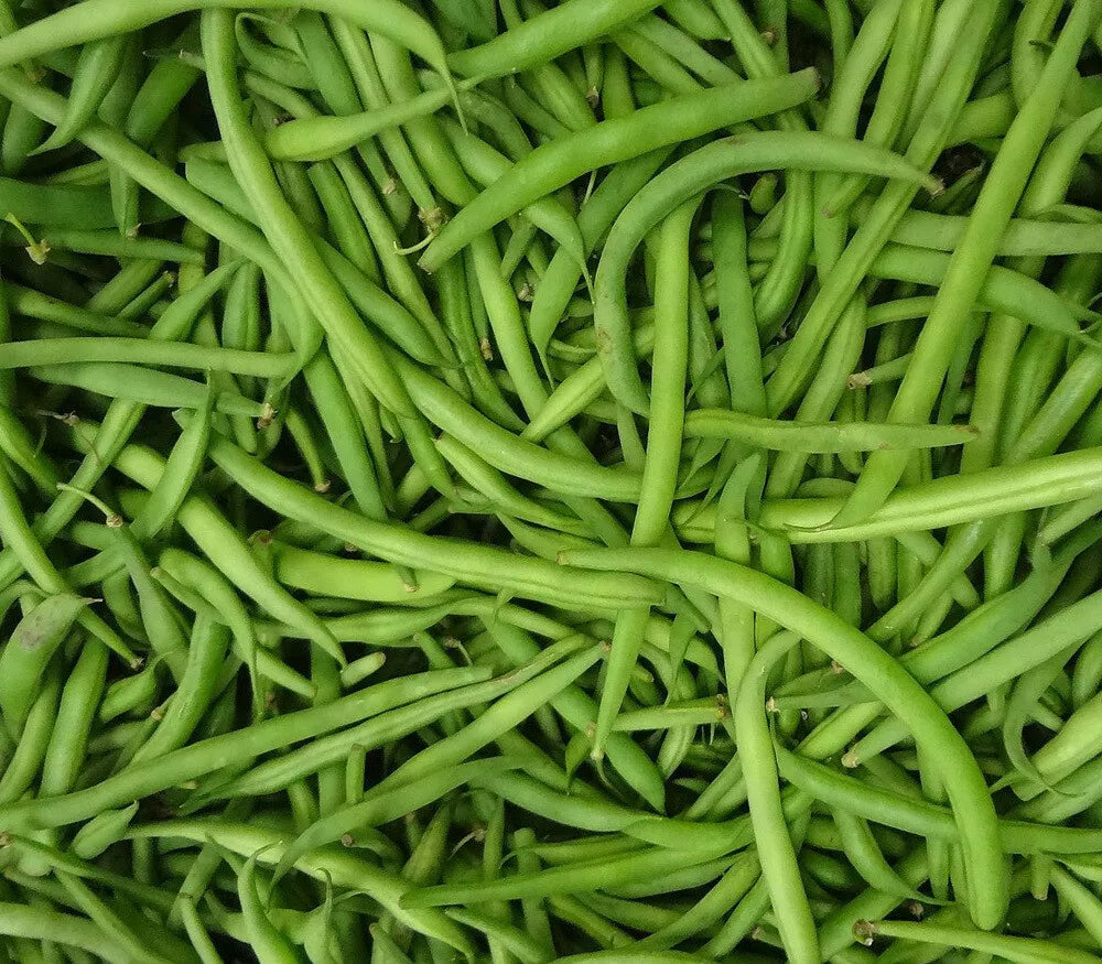Burpee Stringless Green Bean Seeds 1/4 LB Non-GMO Phaseolus vulgaris Climbing Vines Garden Vegetable Seeds